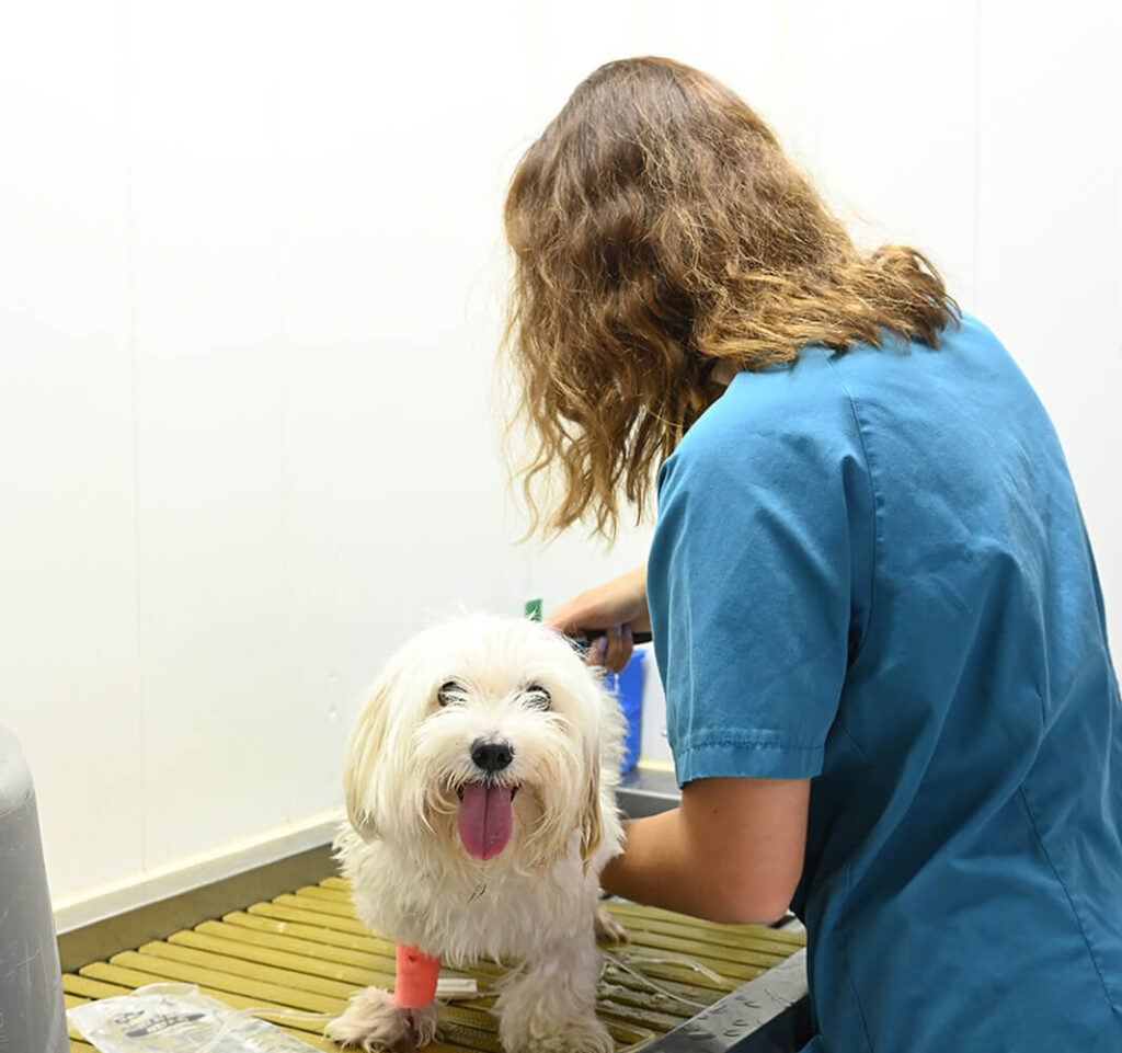 Bienvenue à la clinique vétérinaire Holos Bios, située à Six-Fours-les-Plages, votre destination de confiance pour des soins vétérinaires exceptionnels.