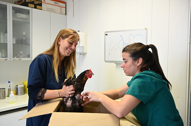 HB-Consultations Consultation