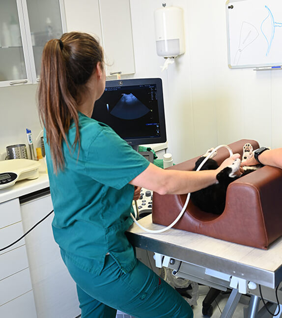 Découvrir nos services, adaptés aux besoins de vos animaux