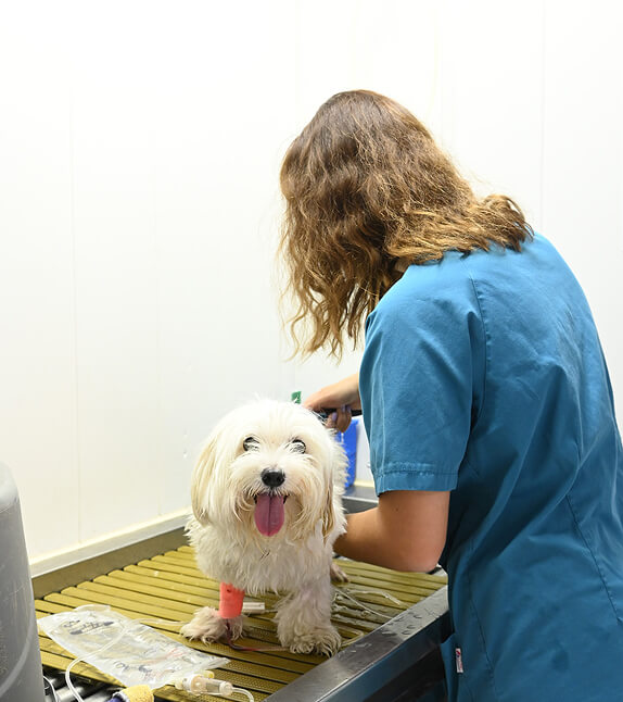 Discover Holos Bios, veterinary practice in Six-Fours-les-Plages and make an appointment.